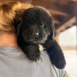 Black - Yellow Collar - Black male Newfoundland puppy in New York from Johnson Farms