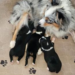 Dolly - Toy Australian Shepherd