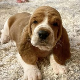 Basset Hounds and Dachshunds from High Hill Hounds