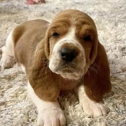 Basset Hounds and Dachshunds from High Hill Hounds