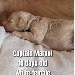 Captain Marvel- White collar - Apricot female Goldendoodle puppy in Fort Worth, Texas from Stacy Warwick