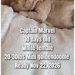 Captain Marvel- White collar - Apricot female Goldendoodle puppy in Fort Worth, Texas from Stacy Warwick