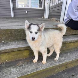 Charlie - Black and white female Pomsky puppy in Bucyrus, Missouri from Hill Top Pomskies