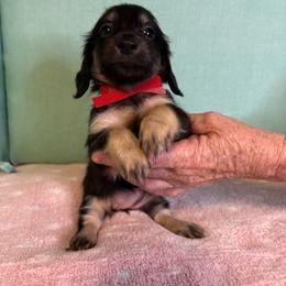 Red girl - Black and cream female Dachshund puppy in Live Oak, Florida from The Weenie Herd Mom