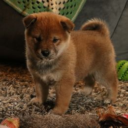 Boy 4 - Sesame male Shiba Inu puppy in Fairbanks, Alaska from Arctic Kennels (Pomskies, Akitas & Shibas)
