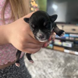 Girl 2 - Black and silver female Miniature Schnauzer puppy in Rocklin, California from Liv’s Schnauzers