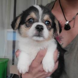 Pembroke Welsh Corgis from Sdpups