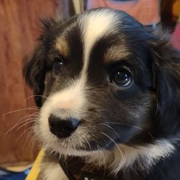 ORANGE COLLAR - Black Miniature Australian Shepherd puppy in Omak, Washington from Willow Flats Kennels