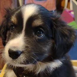 ORANGE COLLAR - Black Miniature Australian Shepherd puppy in Omak, Washington from Willow Flats Kennels