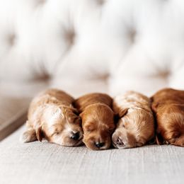 Aussiedoodle, Cockapoo, Miniature Australian Shepherd, and Poodle Puppies from Benson’s Red River Aussies