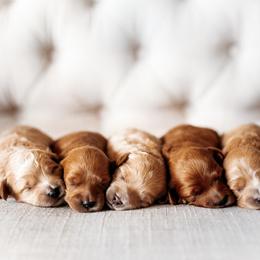 Aussiedoodle, Cockapoo, Miniature Australian Shepherd, and Poodle Puppies from Benson’s Red River Aussies
