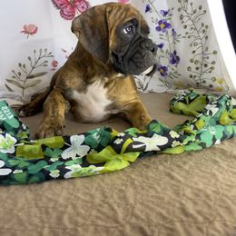 Boxer Puppies from Red Rock Boxers