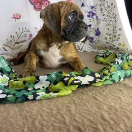 Boxer Puppies from Red Rock Boxers