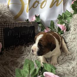 Majesty - Mahogany and white female Saint Berdoodle puppy in Traverse City, Michigan from Bare Paws Saint Berdoodles