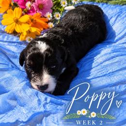 Poppy - Tri-color female Bernedoodle puppy in Burbank, Ohio from Berns & Doodles