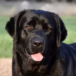 Wink - Labrador Retriever