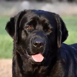 Wink - Labrador Retriever