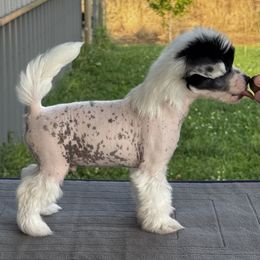 Chinese Crested and Miniature American Shepherd Puppies from Carousel Kennel