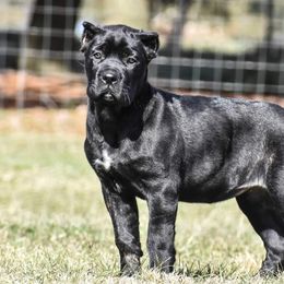 Dallas - Cane Corso