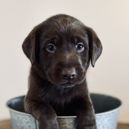 Dilute Retriever and Labrador Retriever Puppies from CKB Labradors