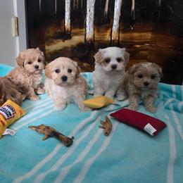5 - Apricot female Maltipoo puppy in Washington from Mt.BakerPoodles&Doodles