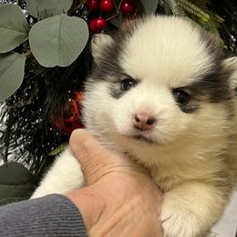 Boy 2 - Black and white male Pomsky puppy in Enid, Oklahoma from Mile Hi Pomskies