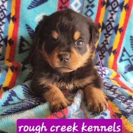 Purple girl - Black and mahogany female Rottweiler puppy in Custer County, Oklahoma from Rough Creek Kennels