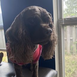 Dem - Cocker Spaniel