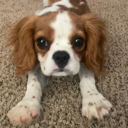 Bugs - Blenheim male Cavalier King Charles Spaniel puppy in Wichita, Kansas from Christina’s Cavaliers