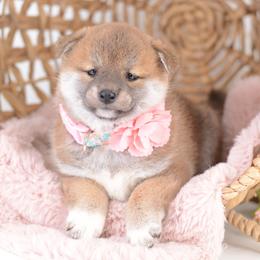 Red Girl 3 - Red female Shiba Inu puppy in Neosho, Missouri from Sunny Terrace Shibas