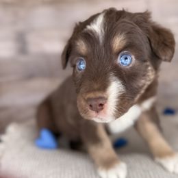 Constance Snoring-tail, blue eyes likely - Red tri-color female Australian Shepherd puppy in Penrose, Colorado from Best Friend Aussies