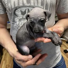 American Hairless Terrier Puppies from Gold Rush Kennels