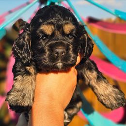 Shell - Black white and tan female Cockapoo puppy in Indiahoma, Oklahoma from Phamily Doodles