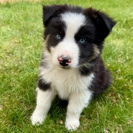 Sailor - Black tri-color male Australian Shepherd puppy in Heber City, Utah from Junipersdoodles