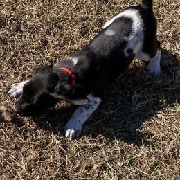 Boy 3 - Black and white male German Shorthaired Pointer puppy in Garland, North Carolina from Echo Acres Farm