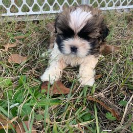 Charlie - Tricolor male Shih Tzu puppy in Chipley, Florida from Shih Tzu Babies