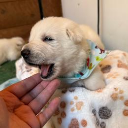 Opie - White male German Shepherd puppy in Yuba City, California from Barton’s German Shepherds