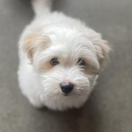 Coton de Tulear Puppies from Aloha Cotons