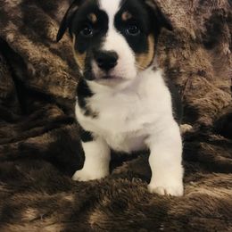 Pembroke Welsh Corgi Puppies from Hammon Pembroke Welsh Corgis