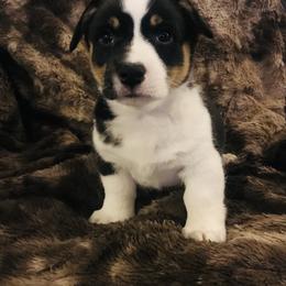 Pembroke Welsh Corgi Puppies from Hammon Pembroke Welsh Corgis