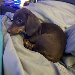 Dachshund All Grown Up from BlackPine Kennels
