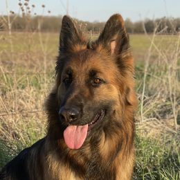 Astrid - German Shepherd