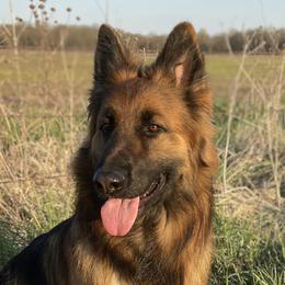 Astrid - German Shepherd