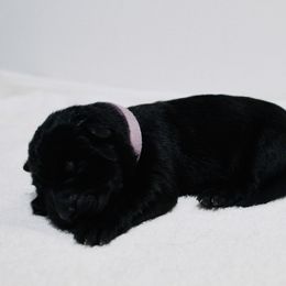 Ms. Purple - German Shepherd puppy in Berthoud, Colorado from KMK9