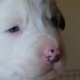 Avondale - Blue merle female Border Collie puppy in Chino Valley, Arizona from Dog Pond Border Collies