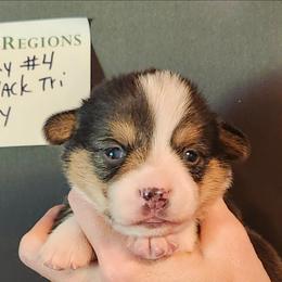 Foxy boy 4 - Black and tan male American Corgi puppy in Hampton, Tennessee from TC Farms Stock Dogs - Miniature Australian Shepherds