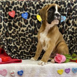 Boxer Puppies from Beans Creek Boxers - Bohnen Bach