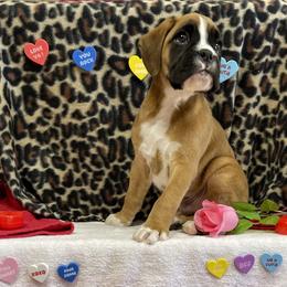 Boxer Puppies from Beans Creek Boxers - Bohnen Bach