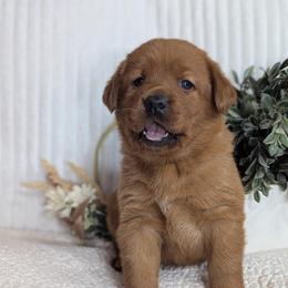 Beau - Yellow male Labrador Retriever puppy in Angola, Indiana from Reniers Labrador Retrievers