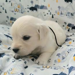 Ms. Black - Light golden female Golden Retriever puppy in Campton, Kentucky from ElkRidge Goldens